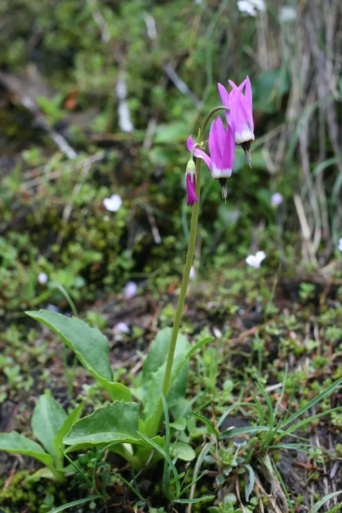 Tundra Shooting Star