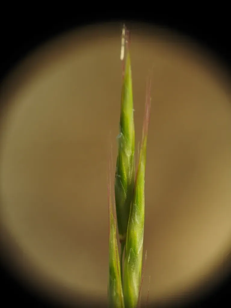 Helictochloa Bromoides