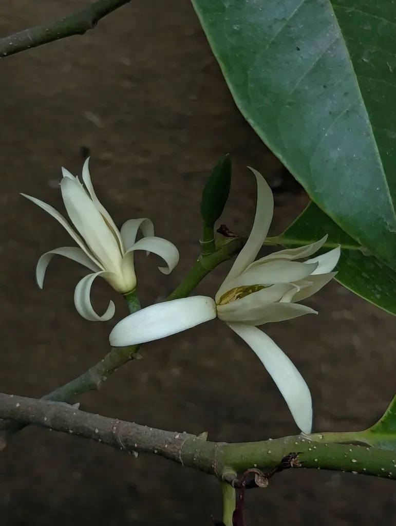 Magnolia Lanuginosa