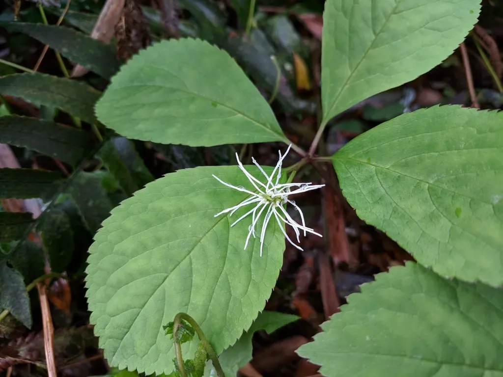 Chloranthus Fortunei