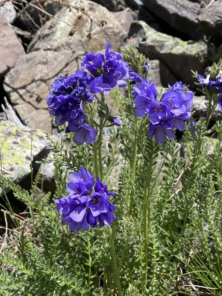 Rocky Mountain Jacob's-ladder