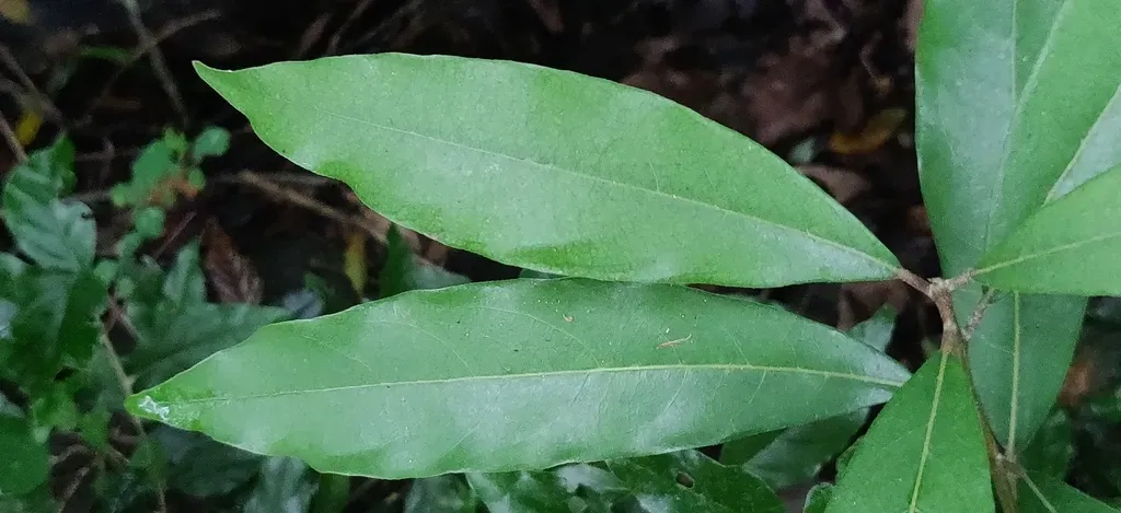 Litsea Ligustrina