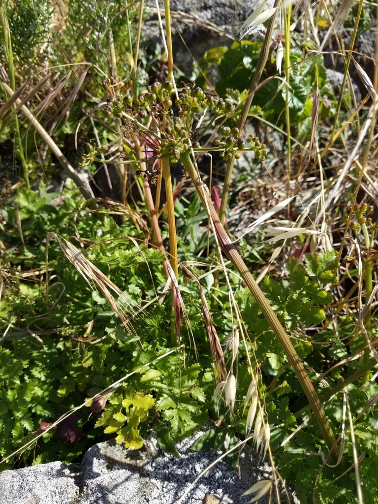 Kellogg's Umbrellawort