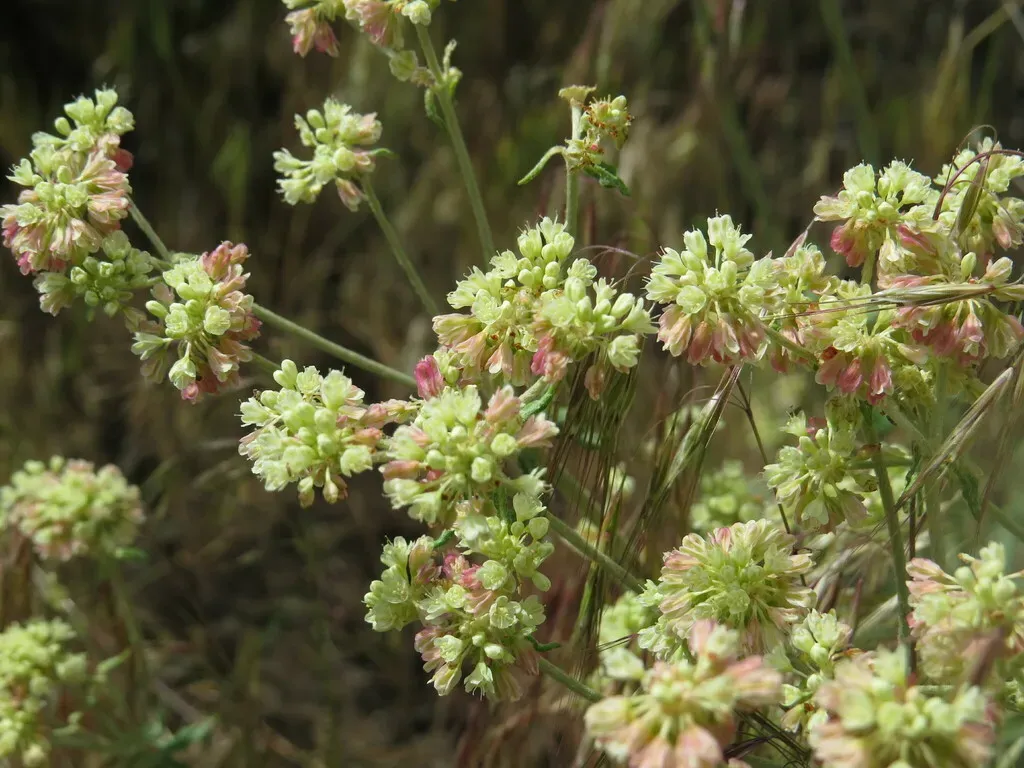 Parsnipflower Buckwheat