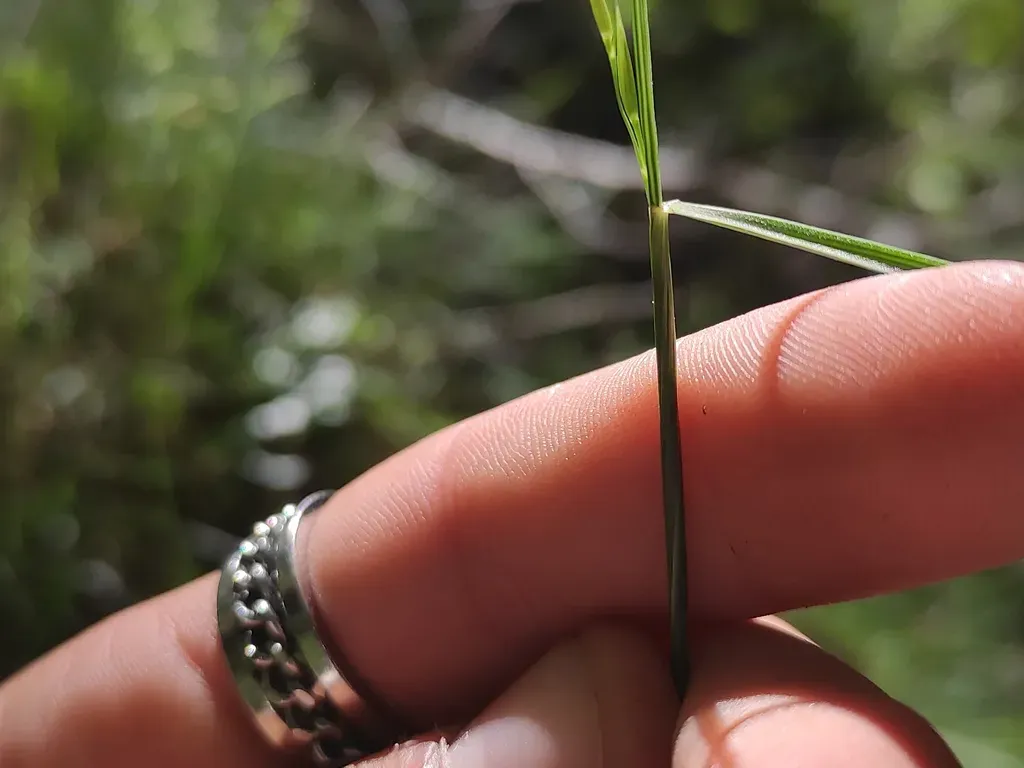 Various-leaved Fescue