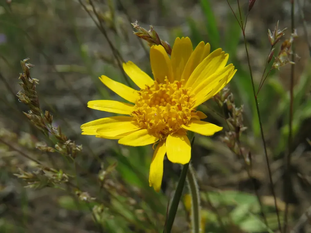 Twin Arnica