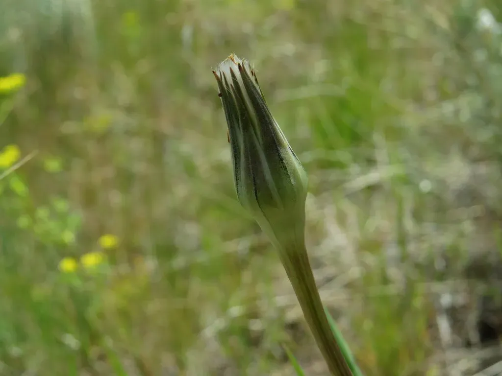 Sagebrush False Dandelion