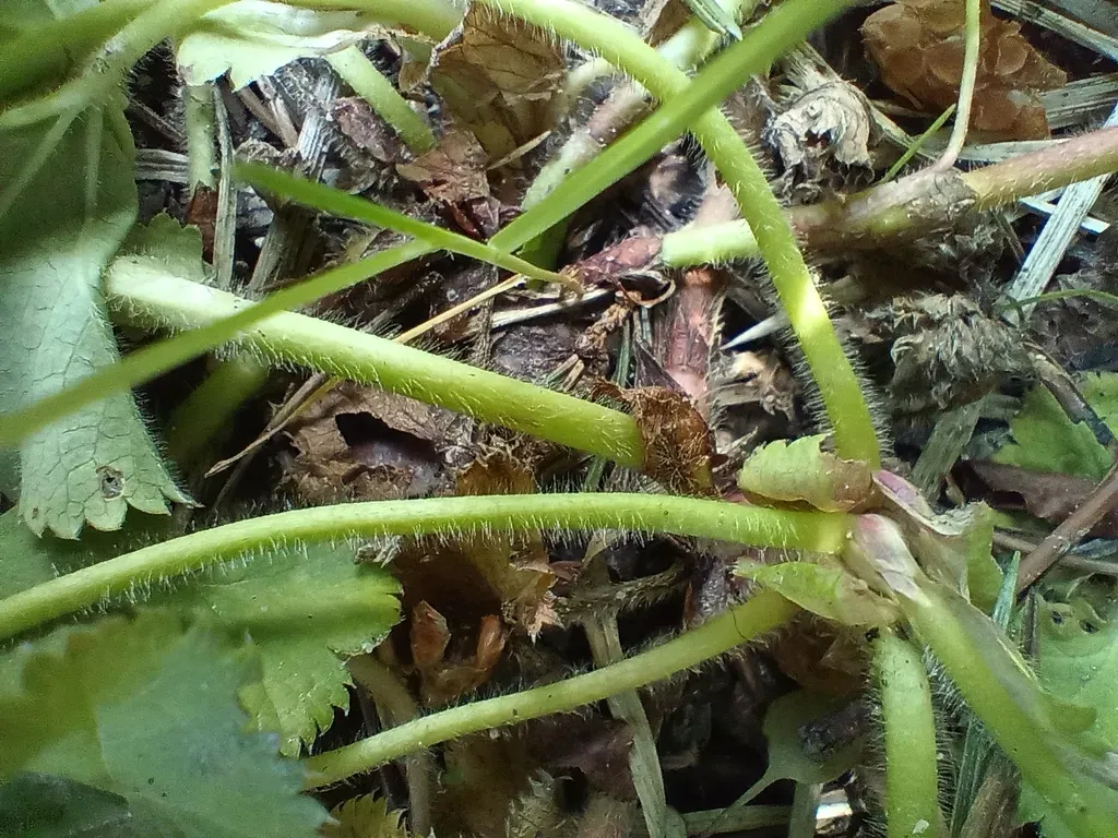 Alchemilla Cymatophylla