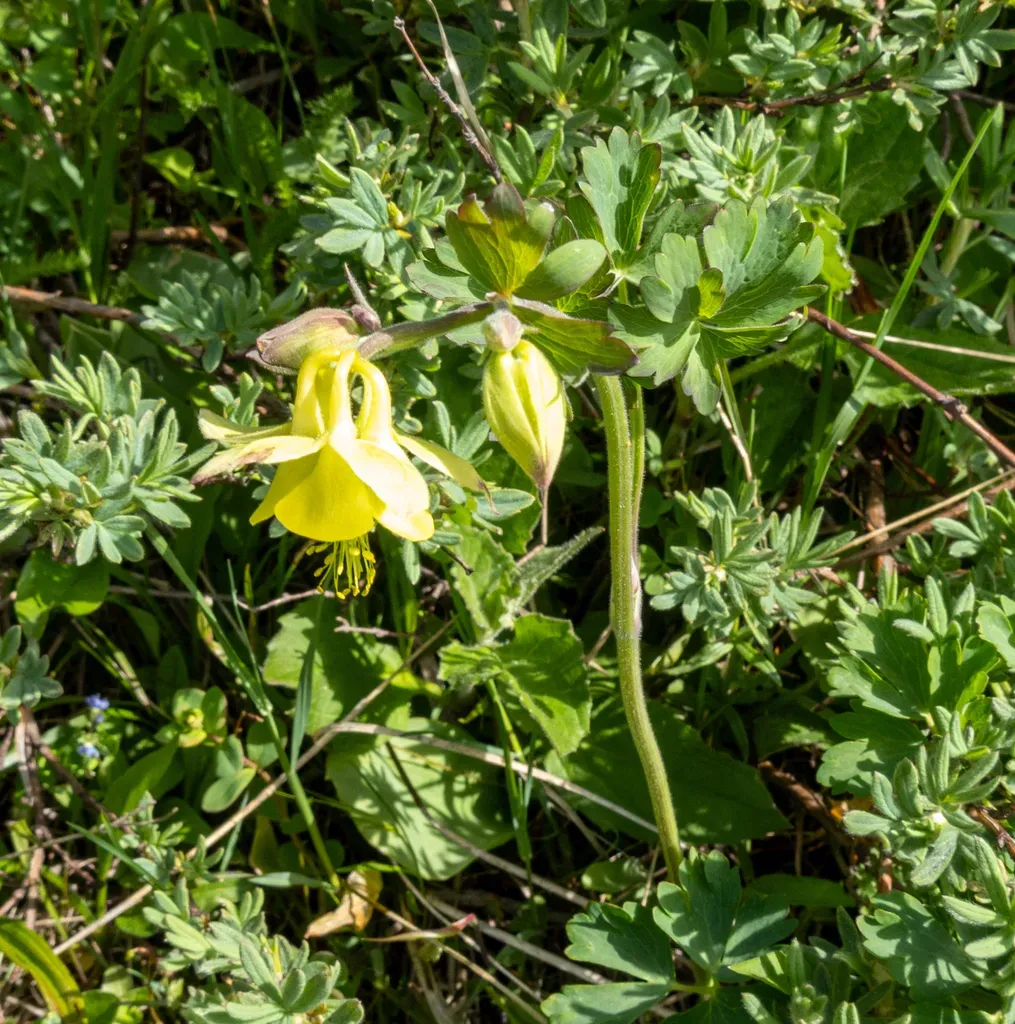 Yellow Mountain Columbine