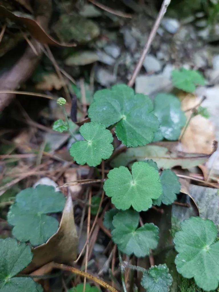 Hydrocotyle Setulosa