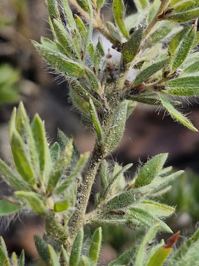 Mount Lofty Bush-pea