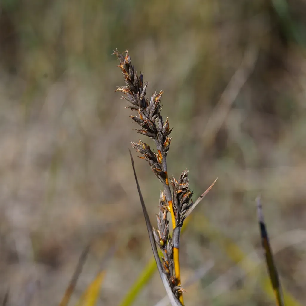 Lepidosperma Congestum