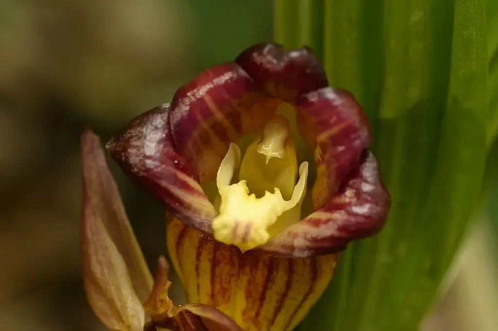 Acanthophippium Pictum