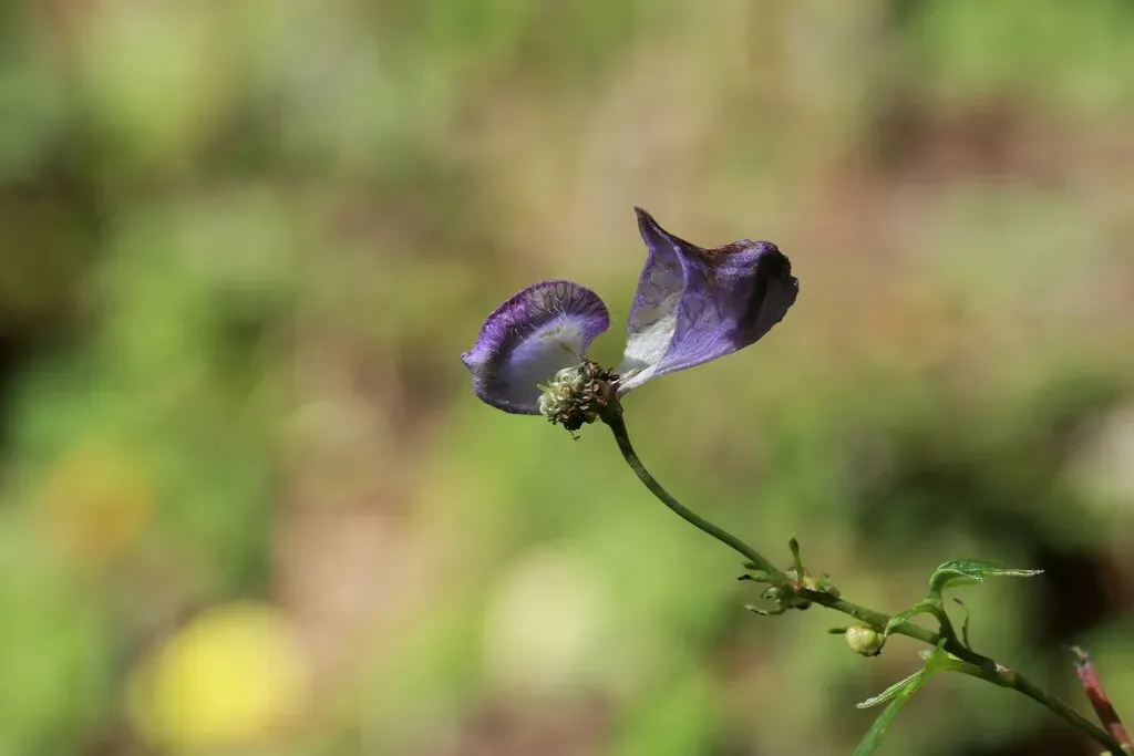 Kusnezoff Monkshood