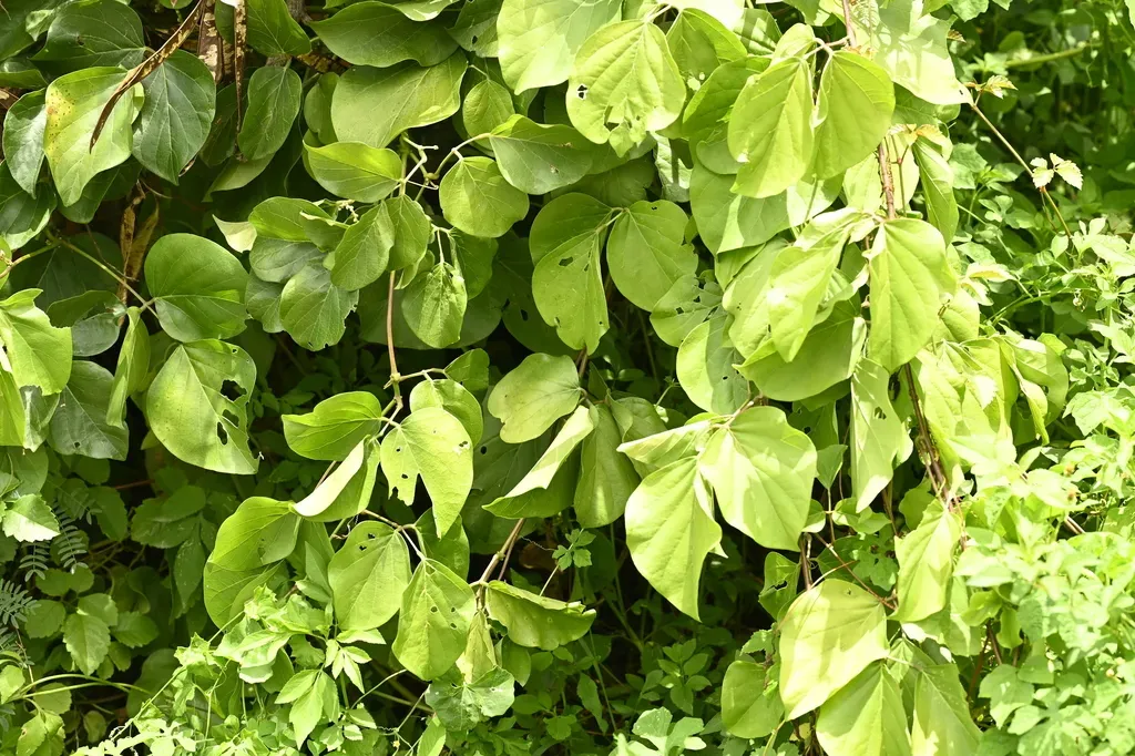 Mucuna Membranacea
