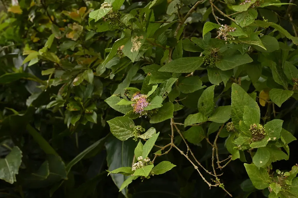 Japanese Beautyberry