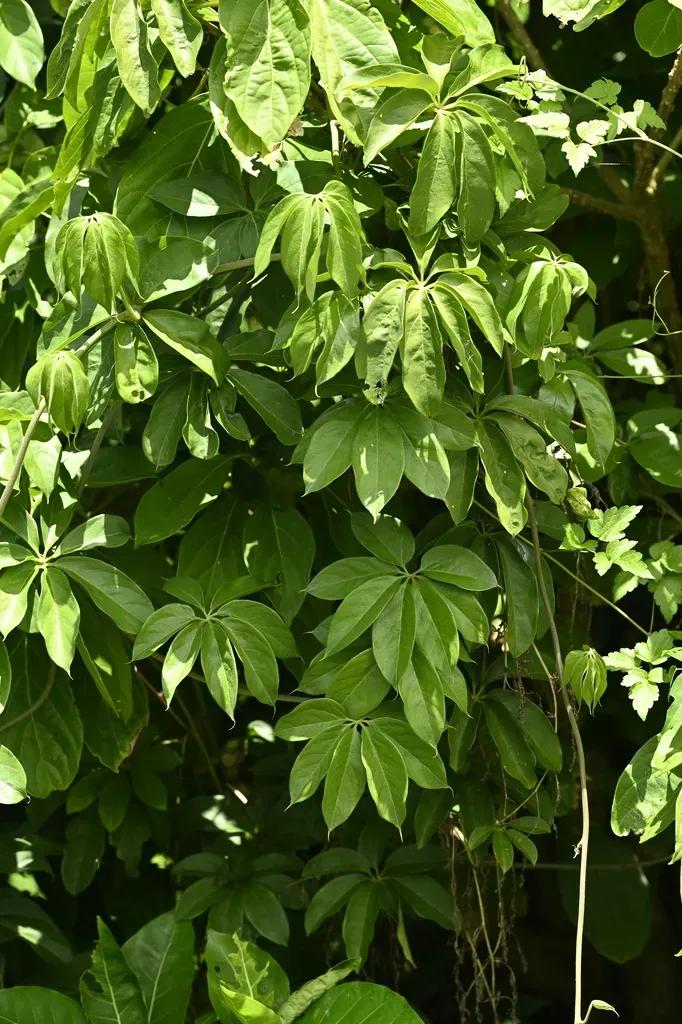 Dioscorea Cumingii
