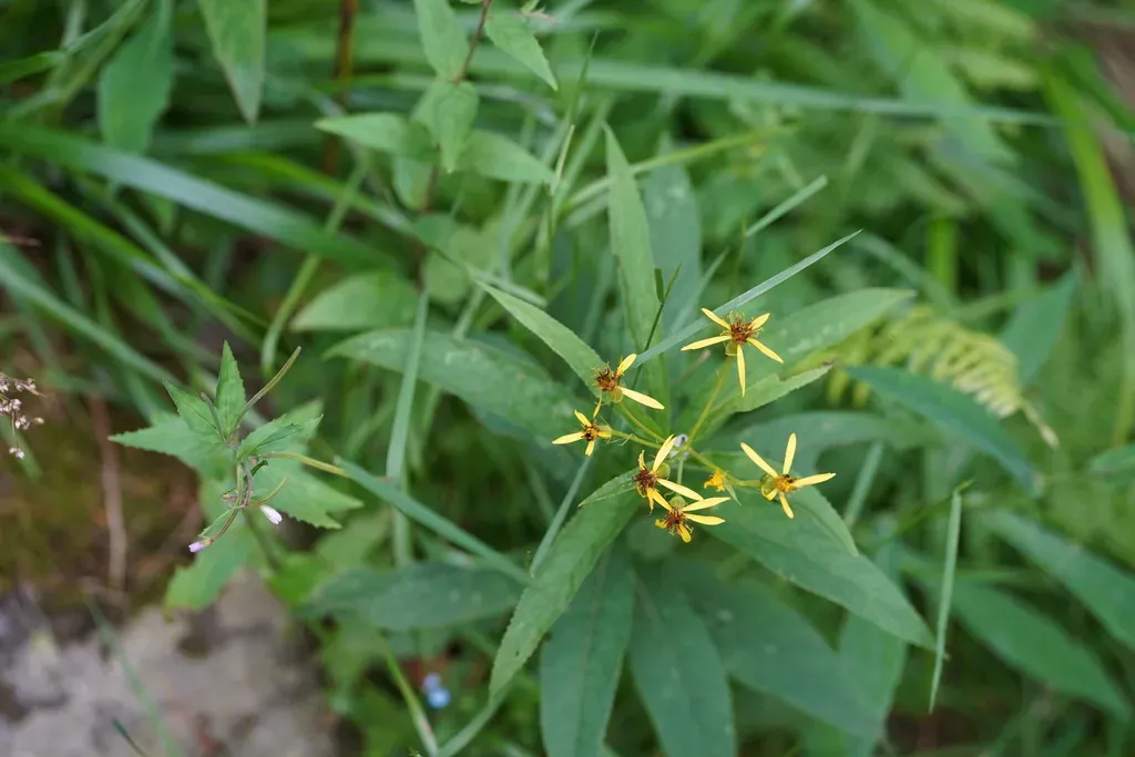 Wood Ragwort