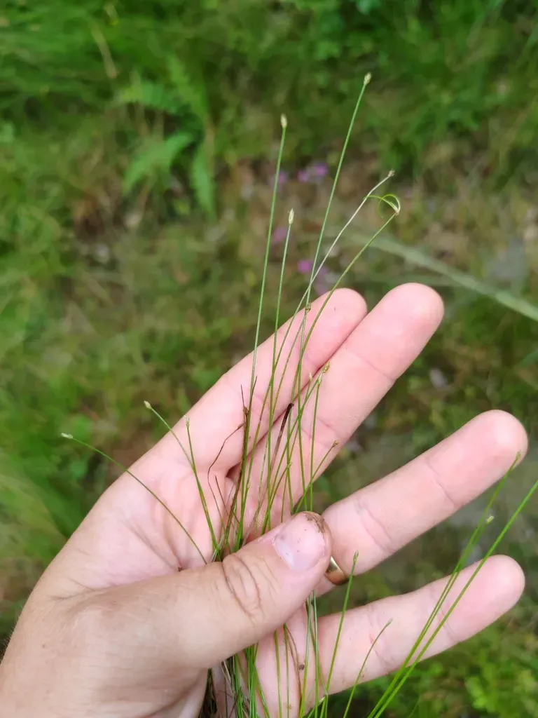 Eleocharis Carniolica