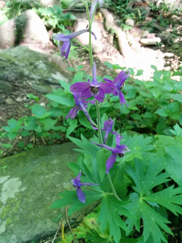 Delphinium Trisectum