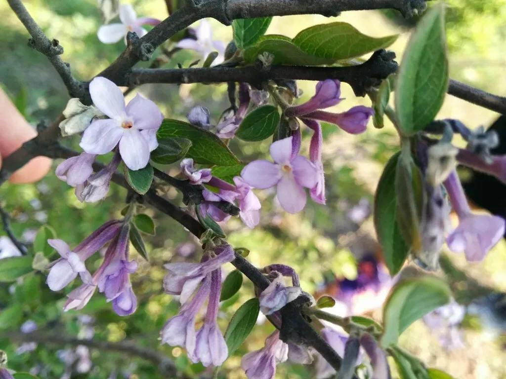 Lilac Daphne