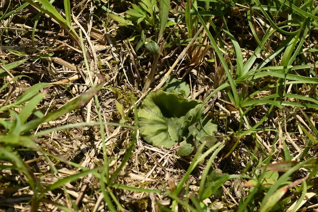 Nervilia Cumberlegii