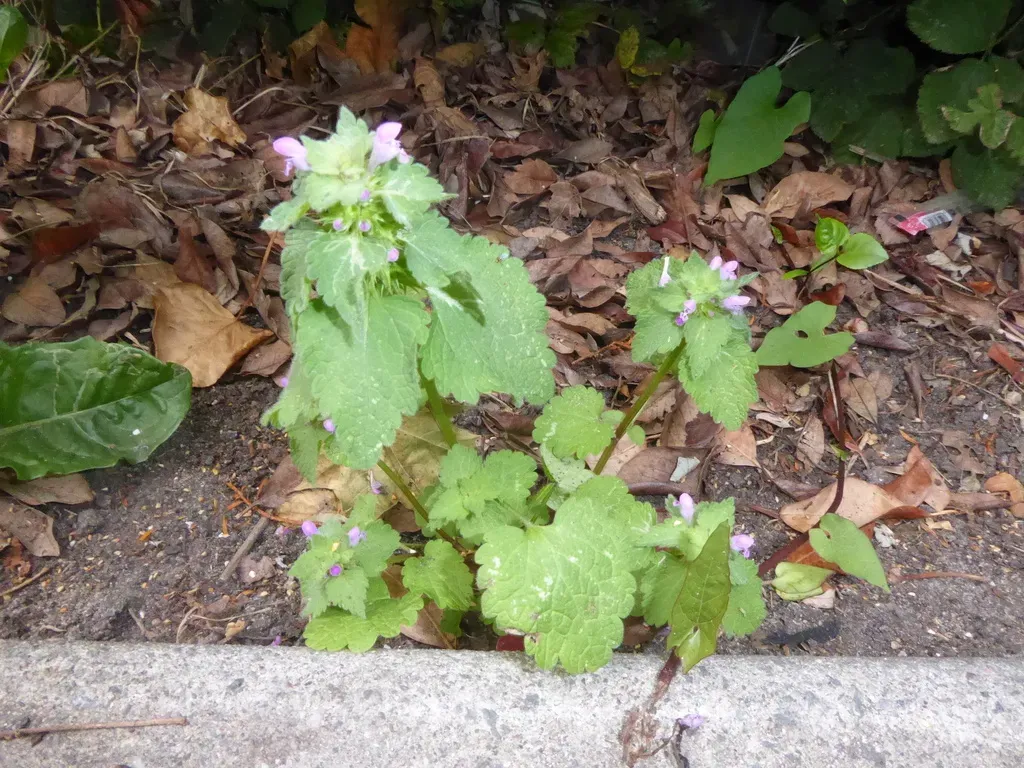 Purple Dead-nettle