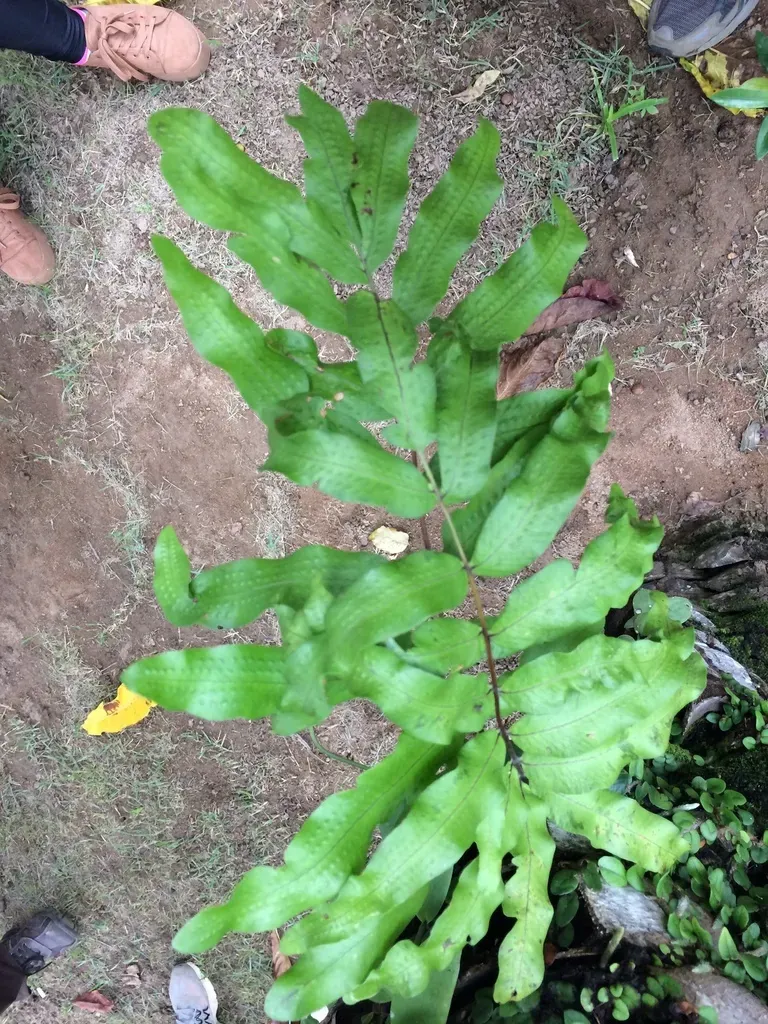 Serpocaulon Triseriale