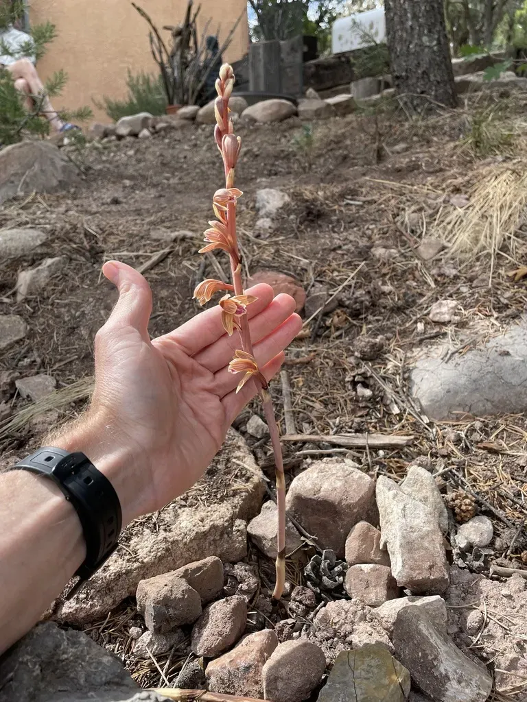 Arizona Crested Coralroot