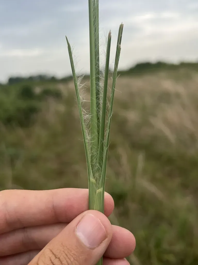 Hairy Bluestem