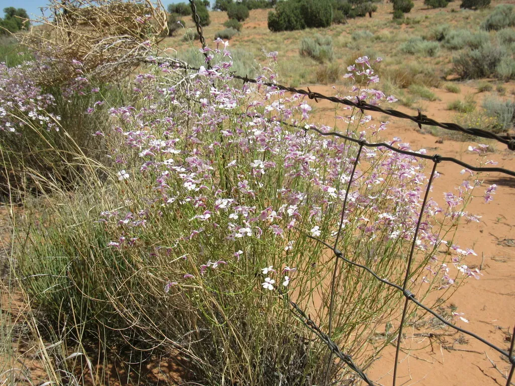 Pink Plains Penstemon