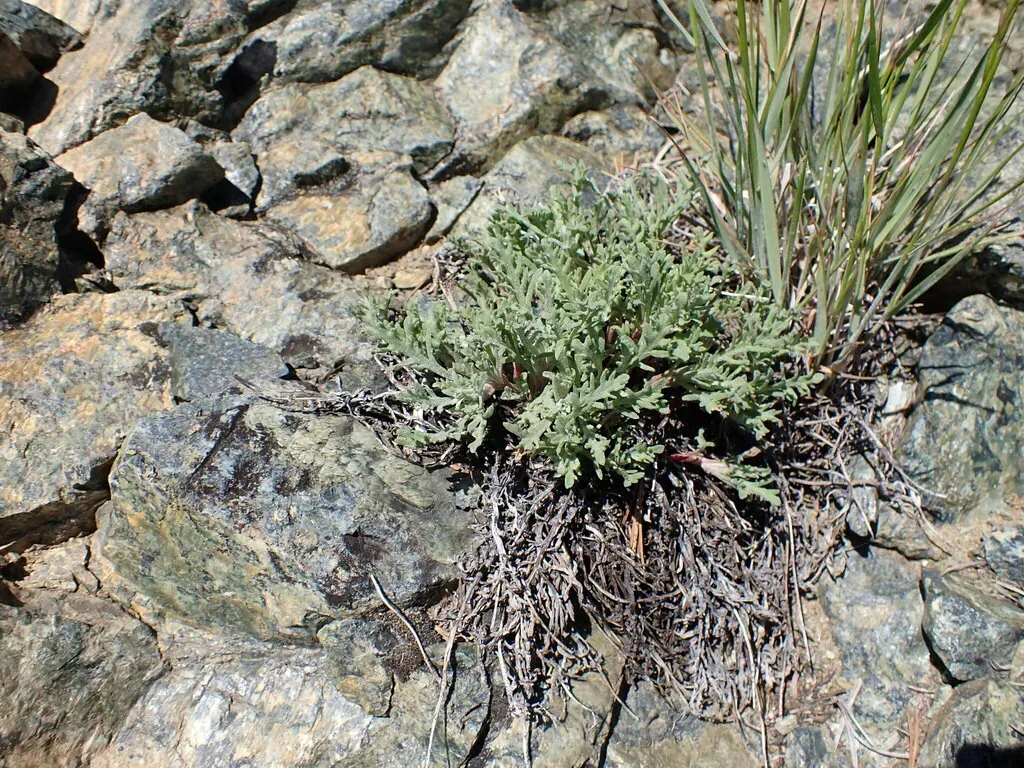 Thompson's Pincushion