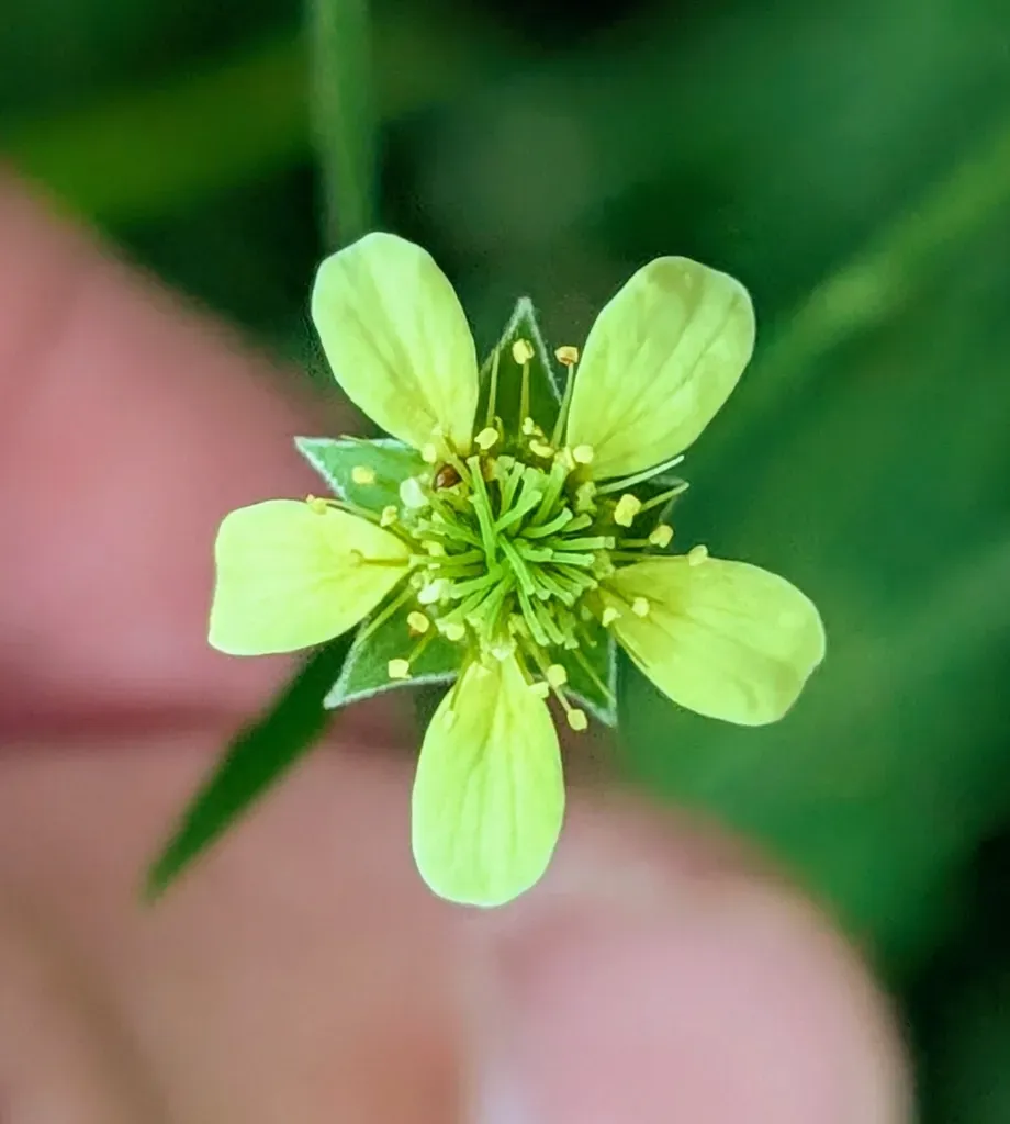 Catling's Avens