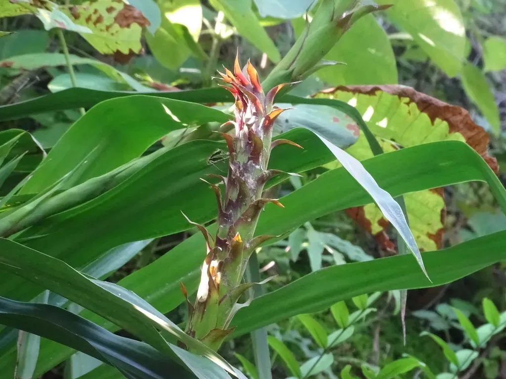 Pitcairnia Imbricata