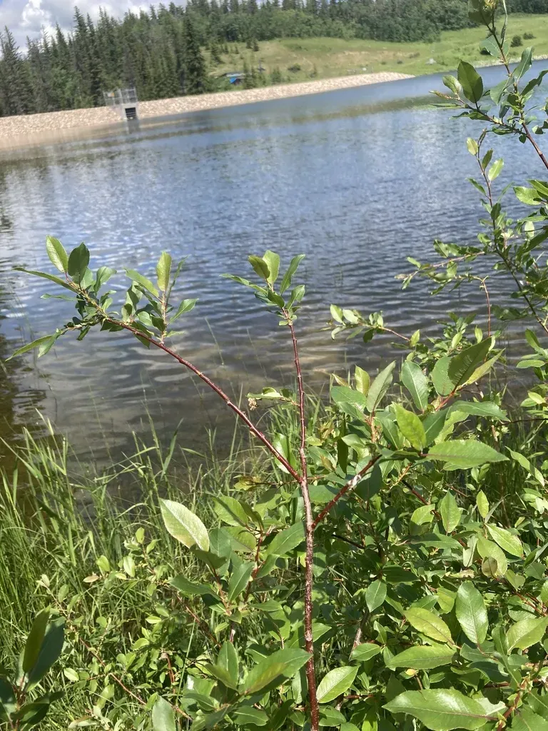 False Mountain Willow