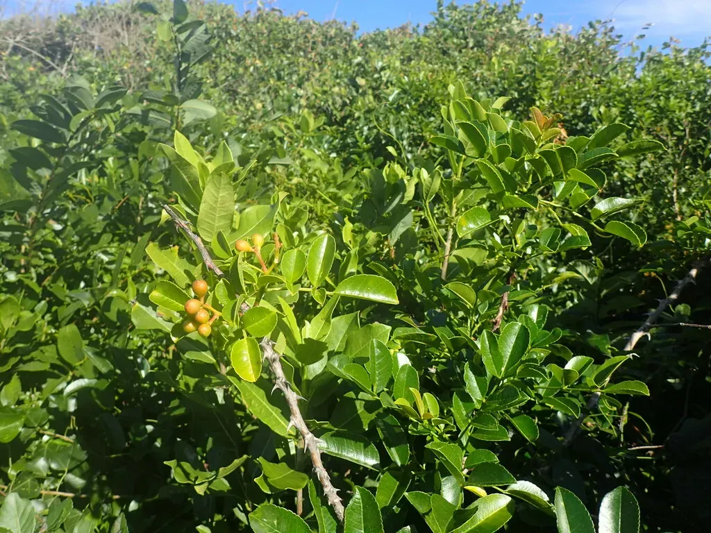 Dune Knobwood