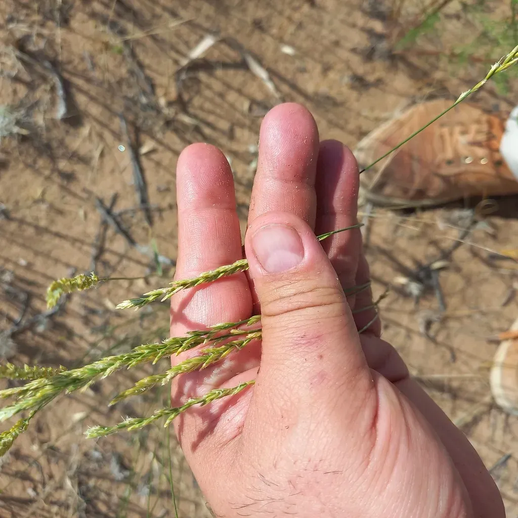 Clustered Wheat Grass