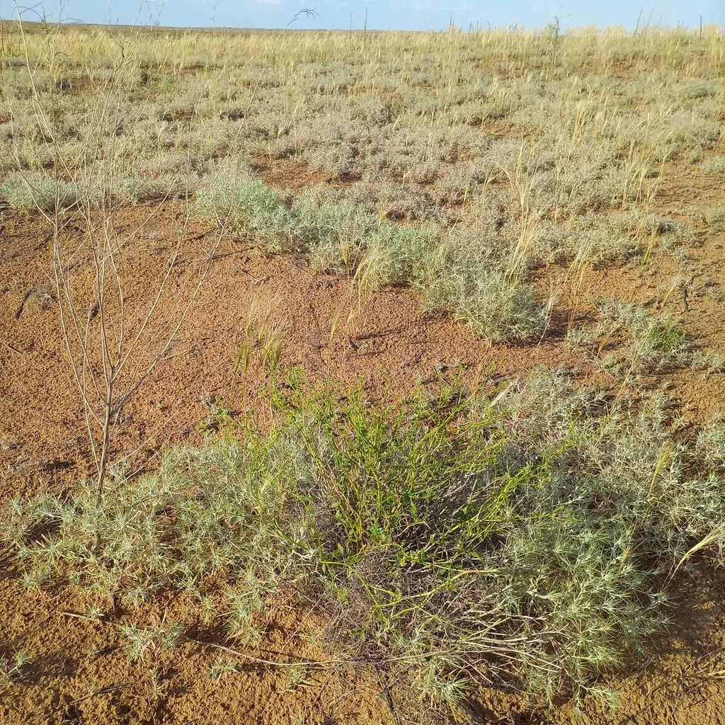 Heliotropium Dasycarpum