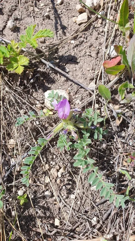 Astragalus Sareptanus