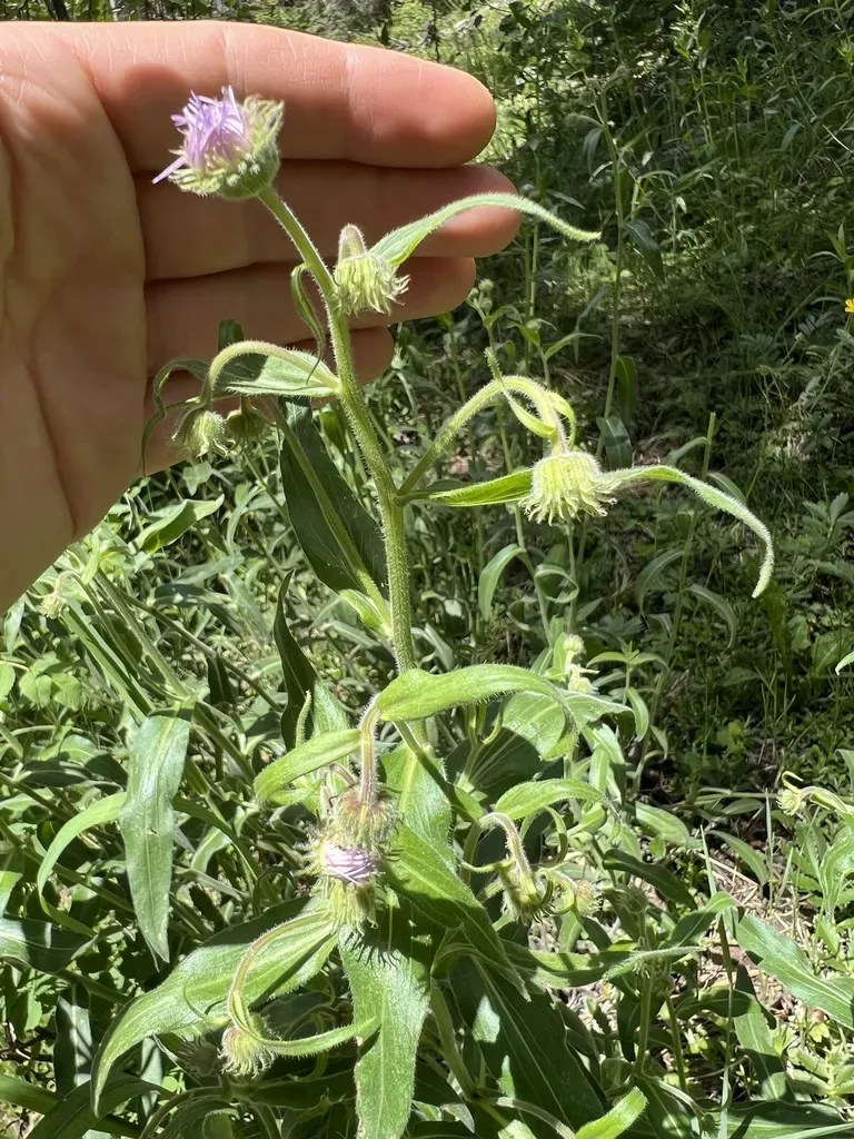 Three-nerve Fleabane
