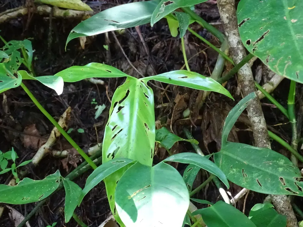 Philodendron Anisotomum