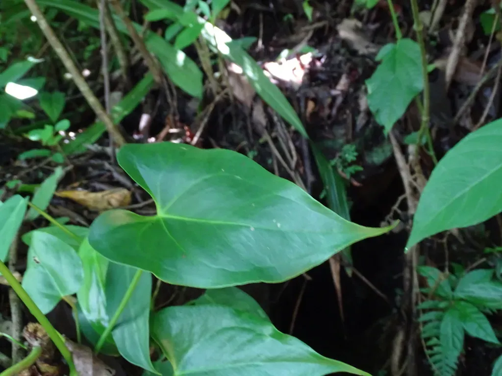 Anthurium Chiapasense
