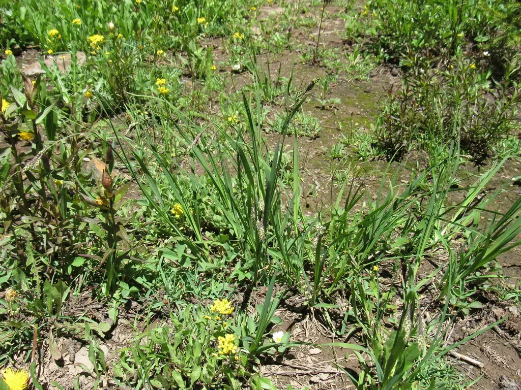 Southwestern Showy Sedge