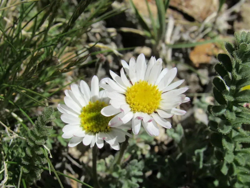 Rambling Fleabane