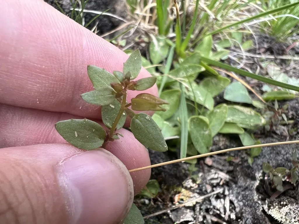 Rocky Mountain Monkeyflower
