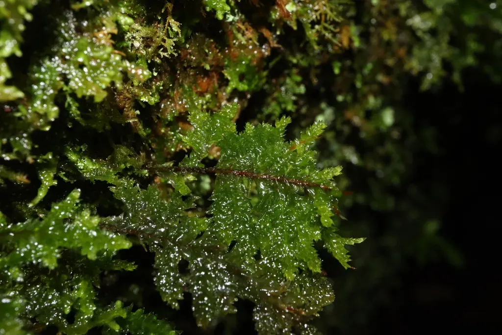 Giant Fern-moss
