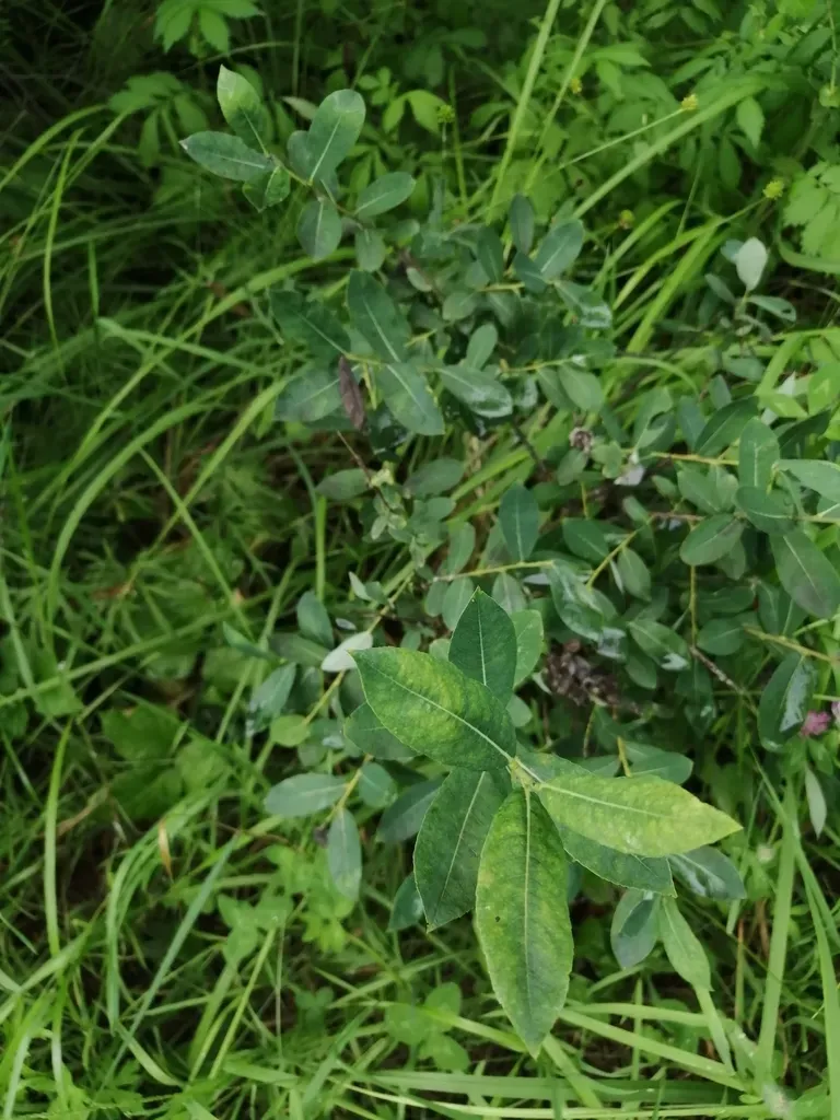 Salix Kochiana