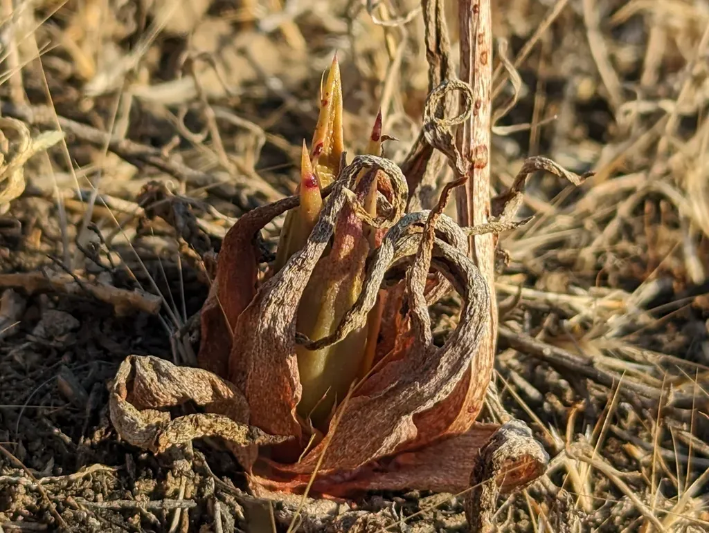 Dudleya Lanceolata × Verityi