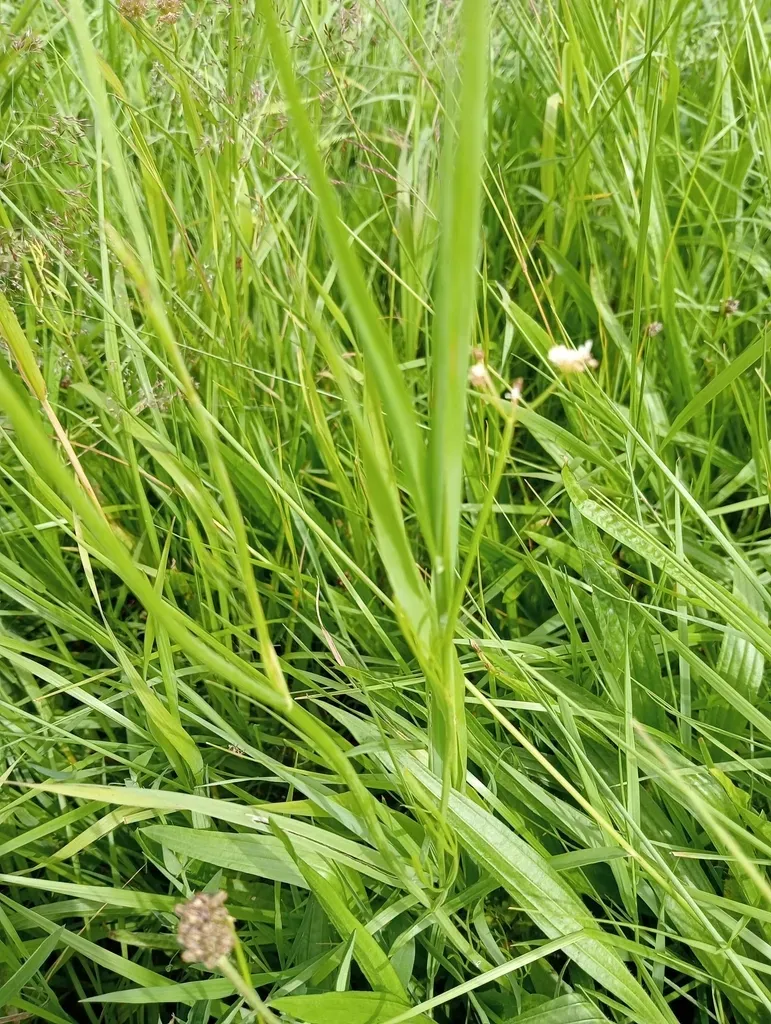 Narrow-leaved Water-dropwort