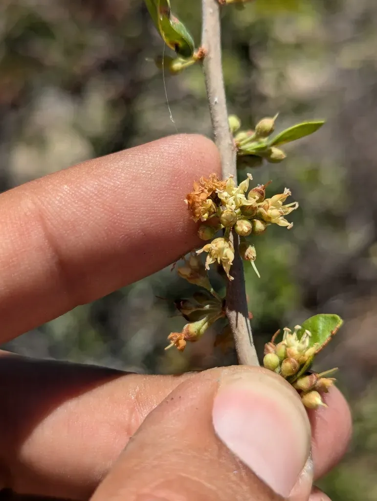 Sideroxylon Occidentale